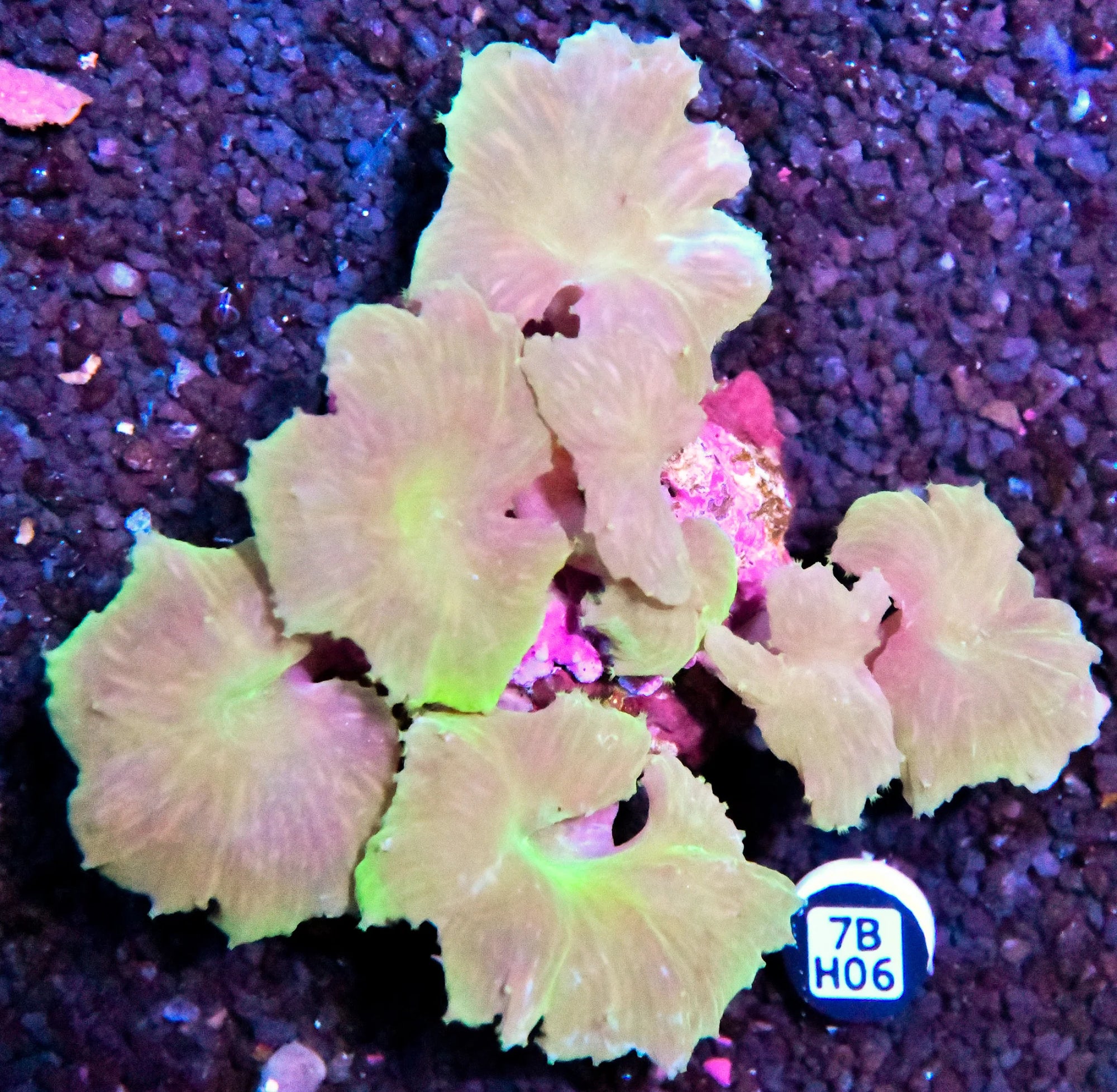 Cabbage INDO W