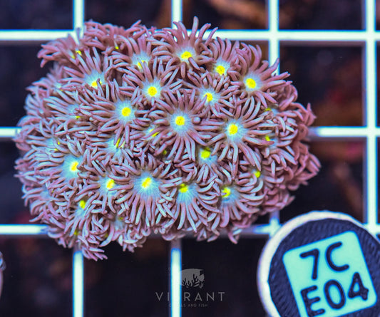 Frag Goniopora WAUS