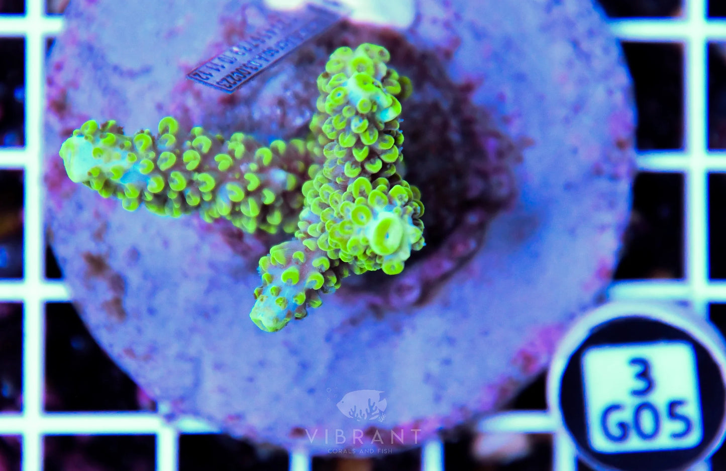 Acro INDO