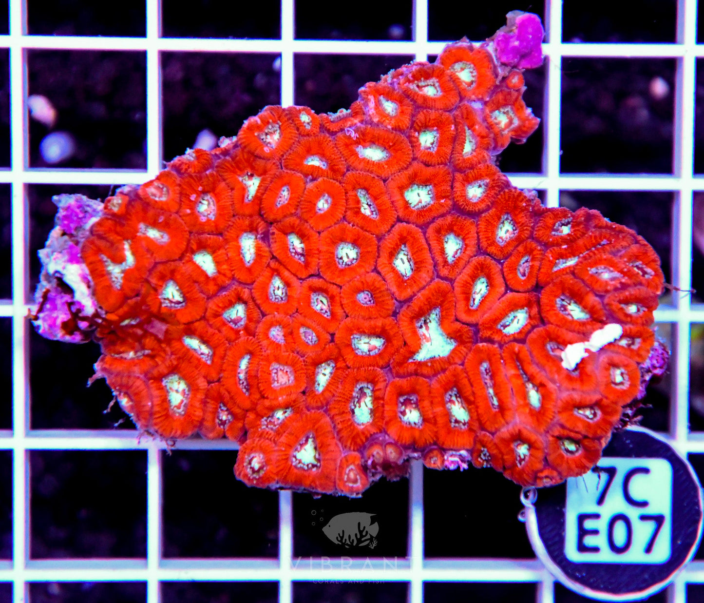 Micromussa INDO
