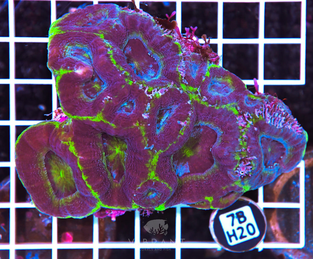 Acan Bower AUS