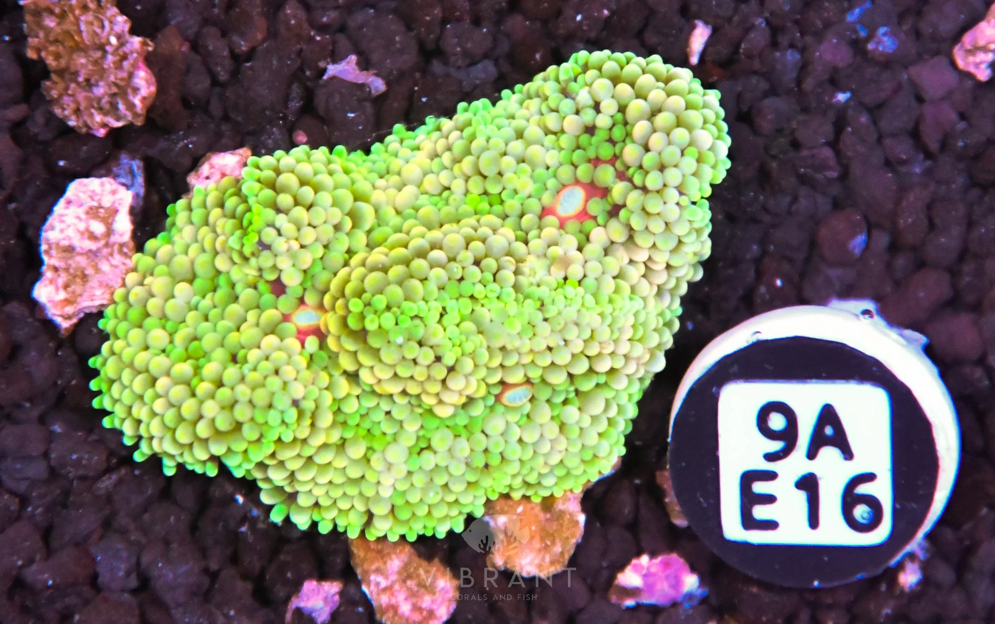 Ricordea Mushroom