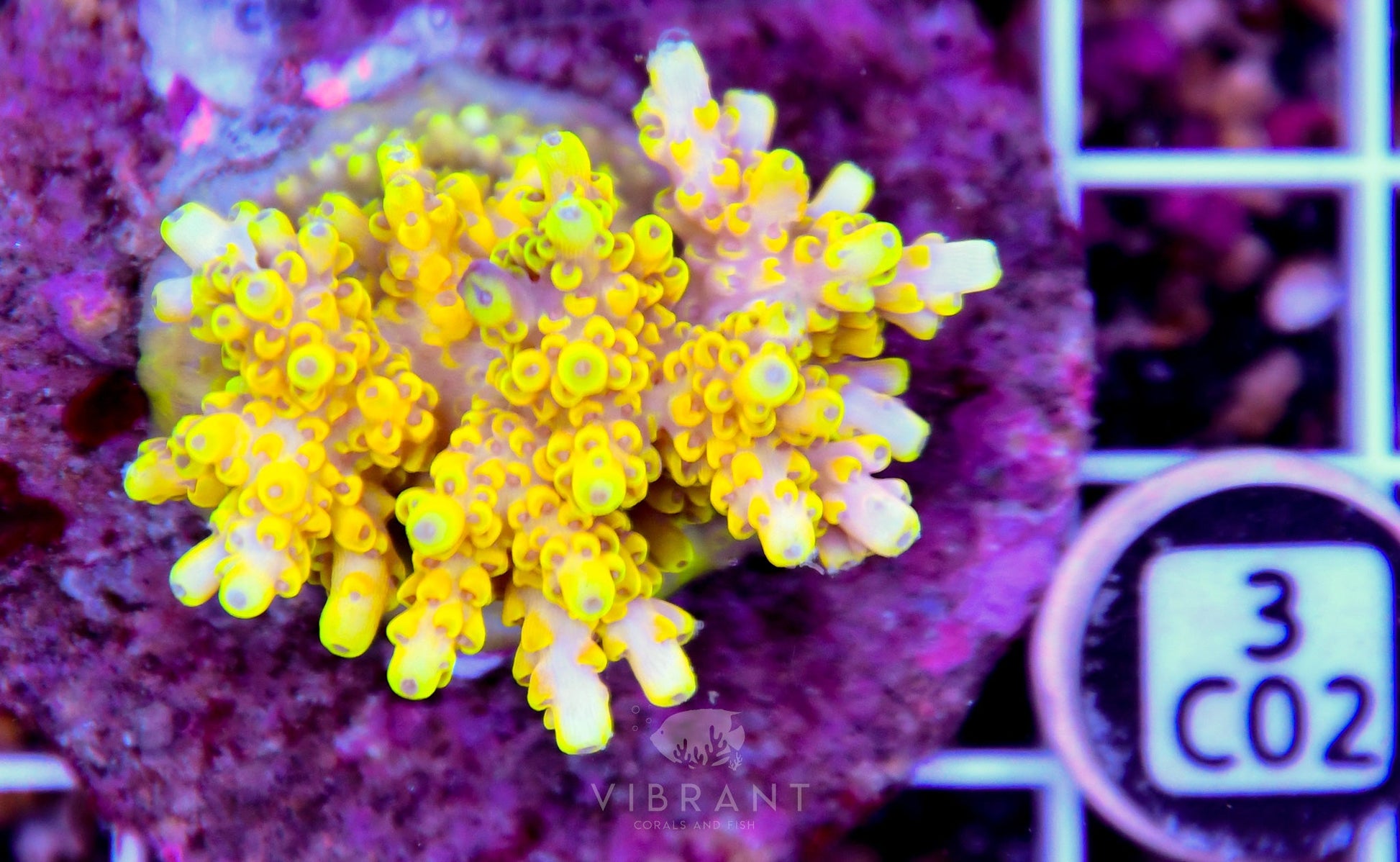 Acro INDO