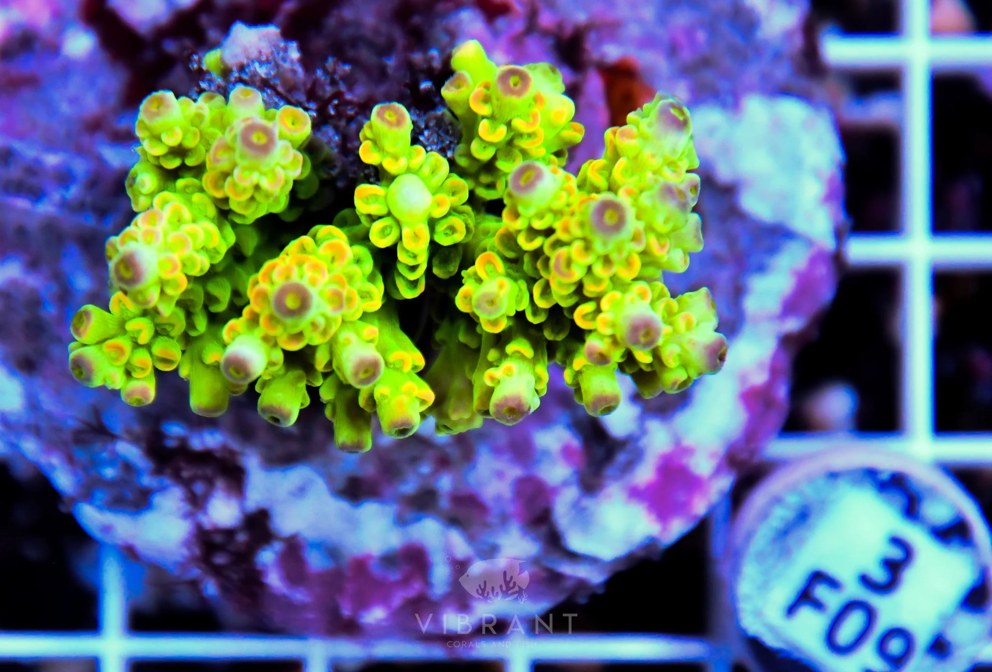 Acro INDO