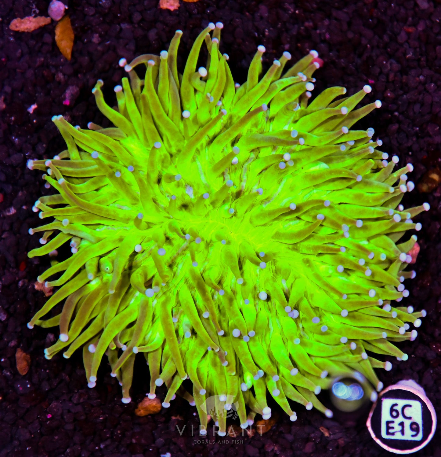 Heliofungia AUS