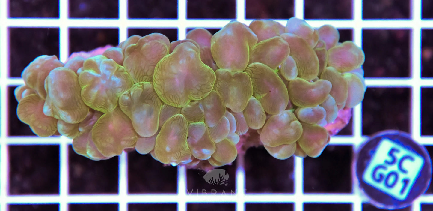 Bubble Coral AUS