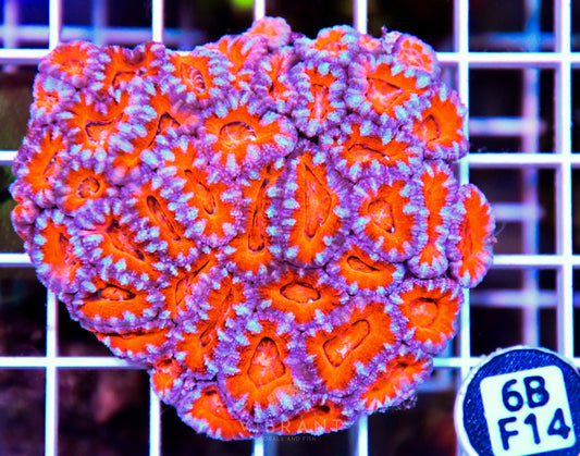 Acan Lord AUS