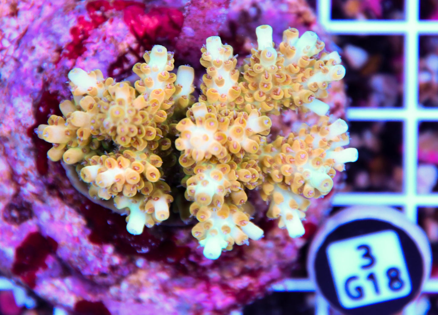Acro INDO