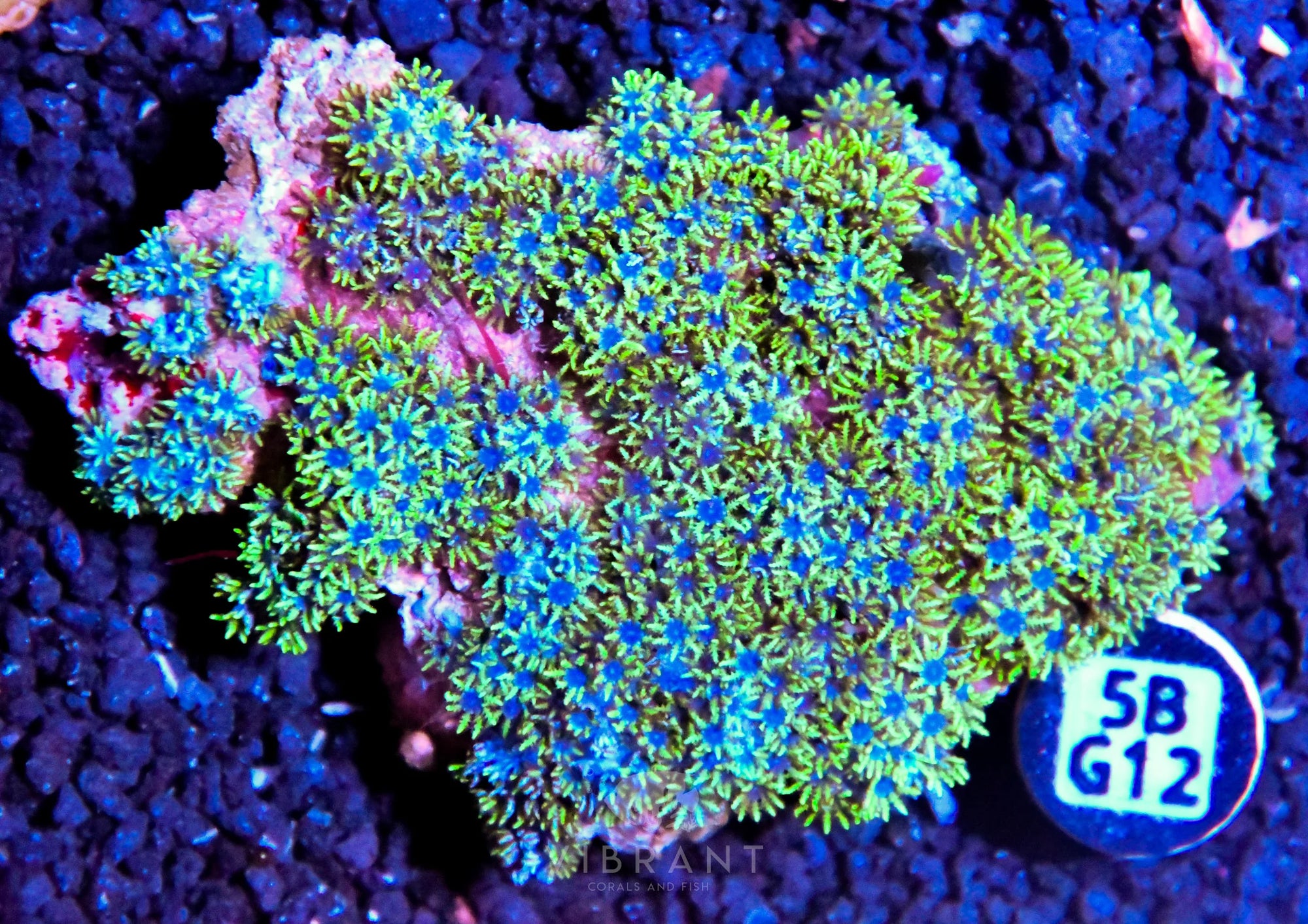 Blue Sympodium INDO W