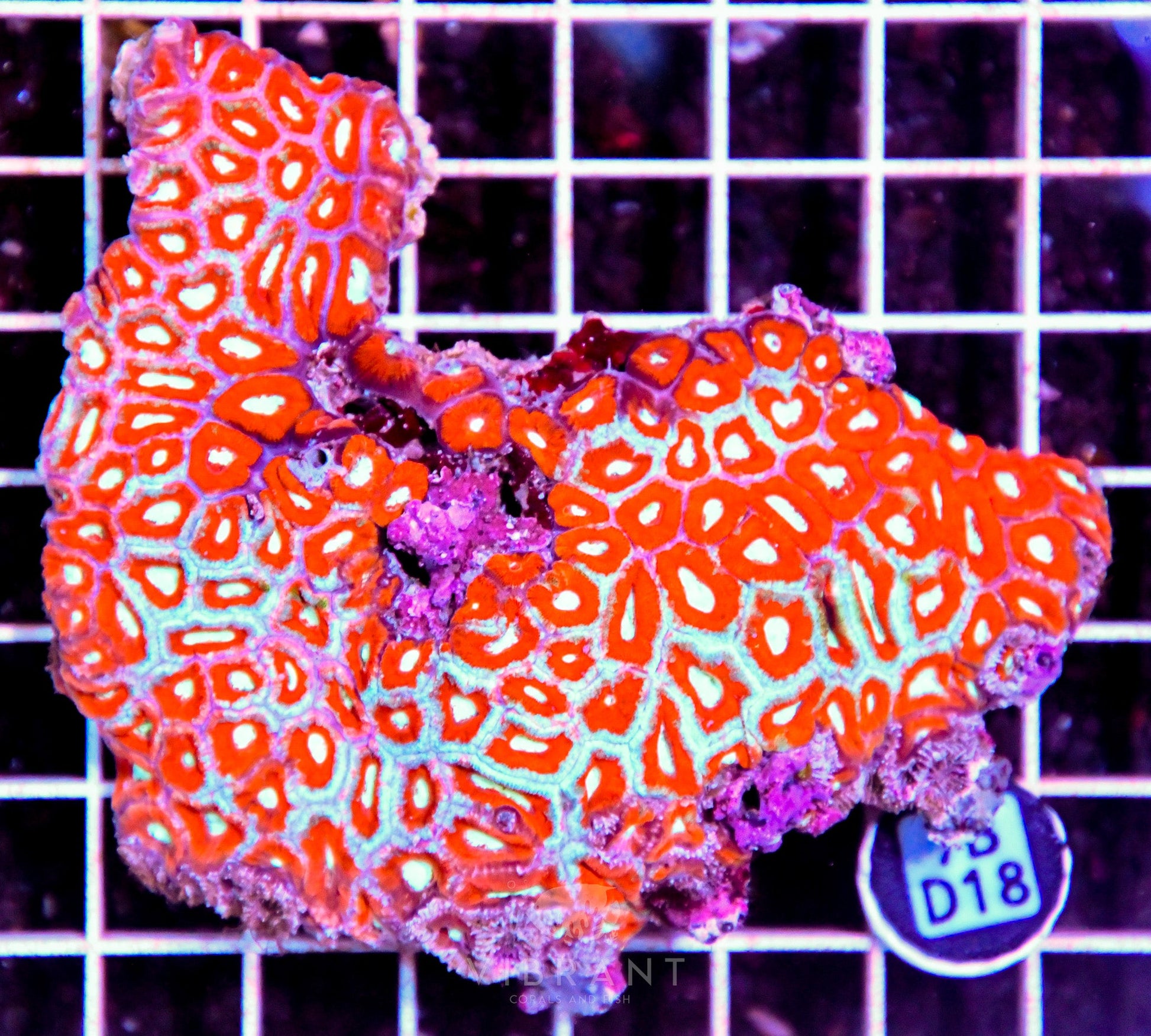 Micromussa INDO