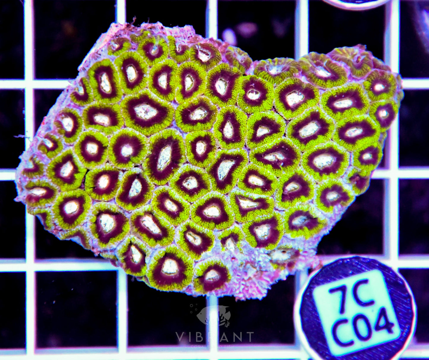 Micromussa INDO