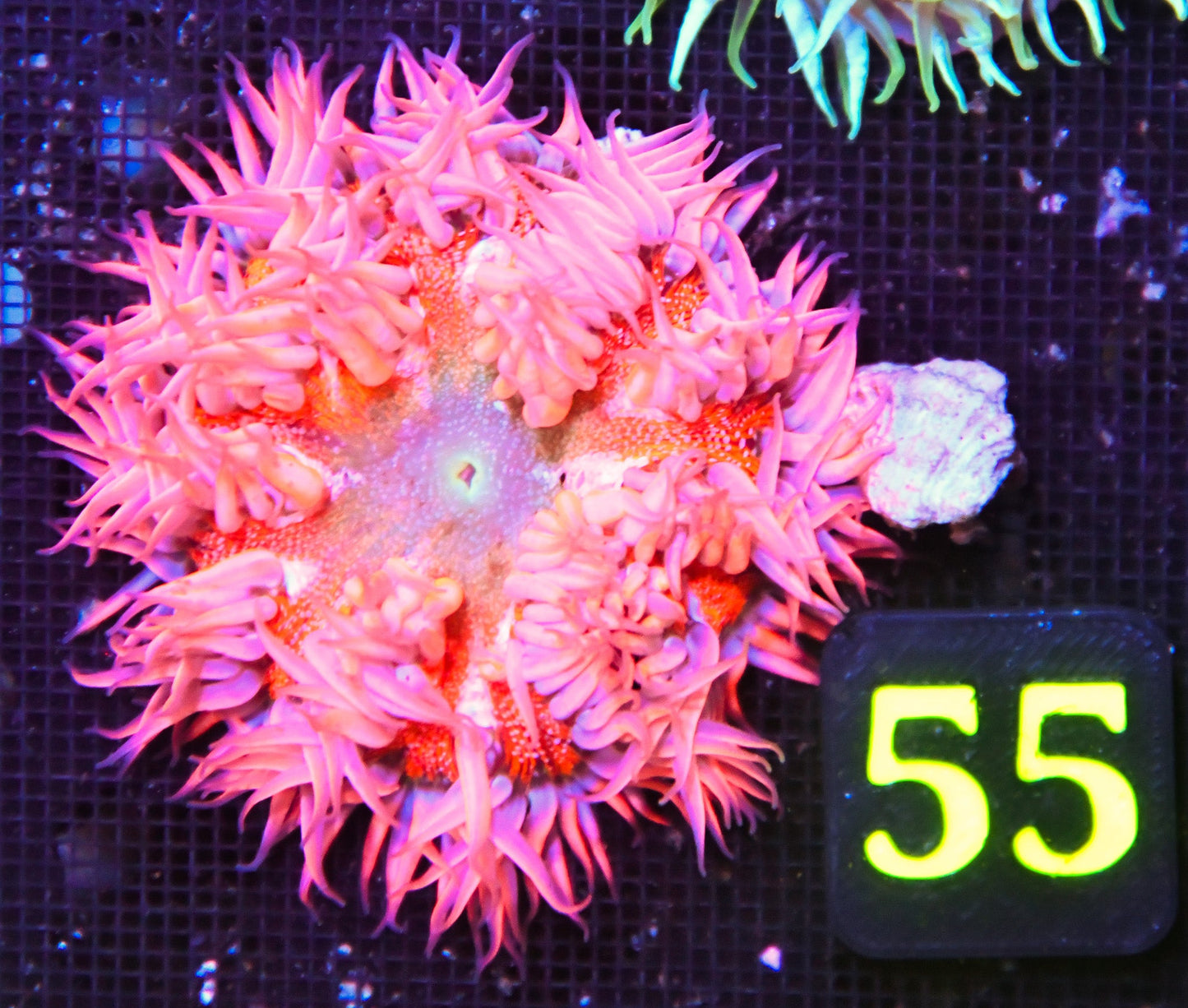 Rock Flower Anemone