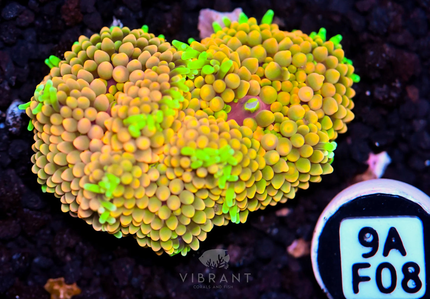 Ricordea Mushroom