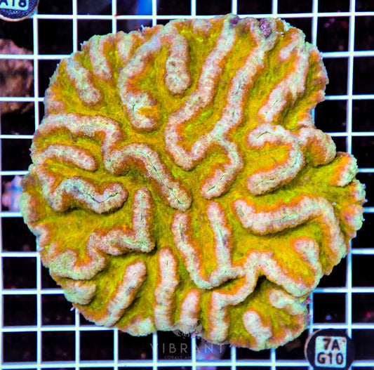 Symphyllia INDO W