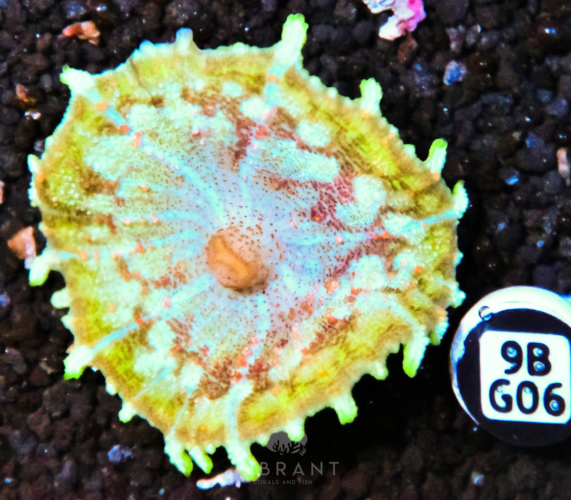 Neglectus Mushroom
