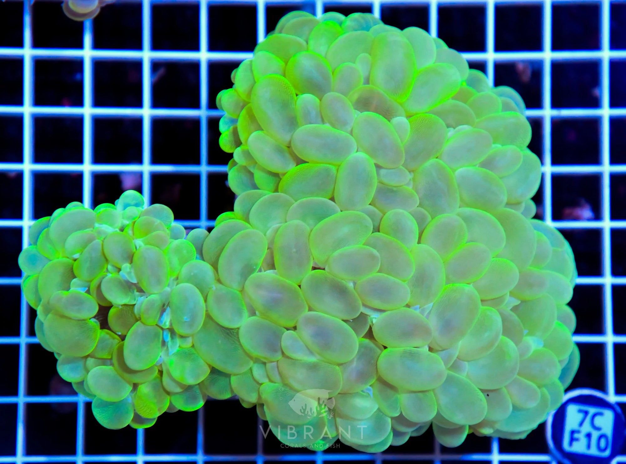 Bubble Coral INDO W