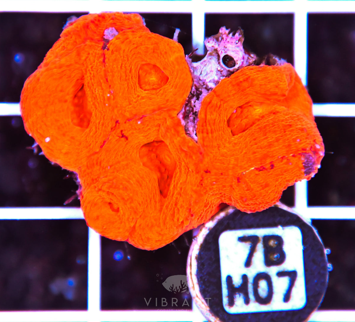 Acan Bower AUS