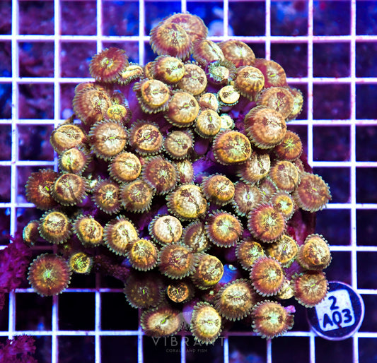 Zoa INDO W