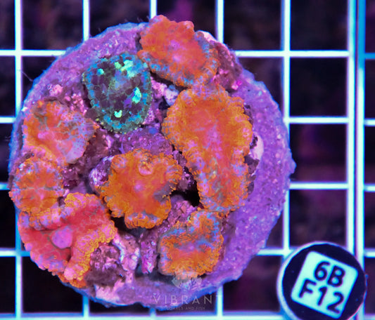 Mushroom INDO