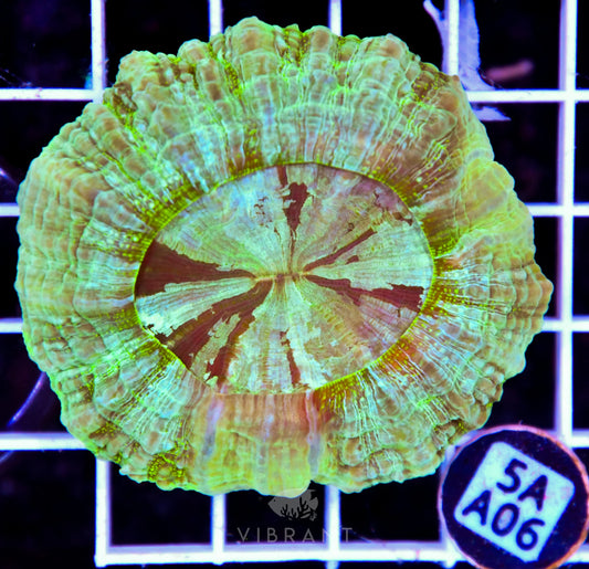Acanthophyllia AUS