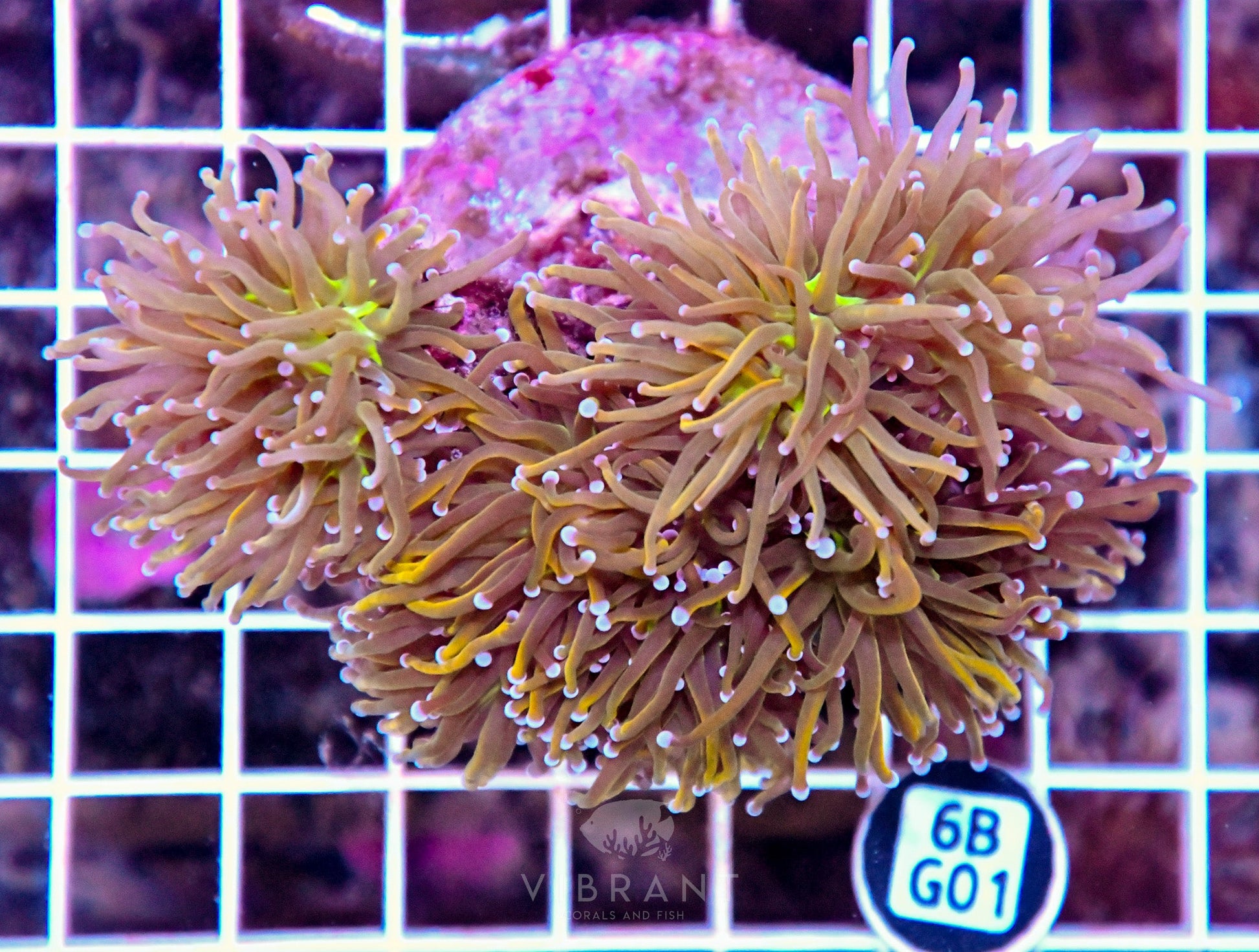 Torch INDO