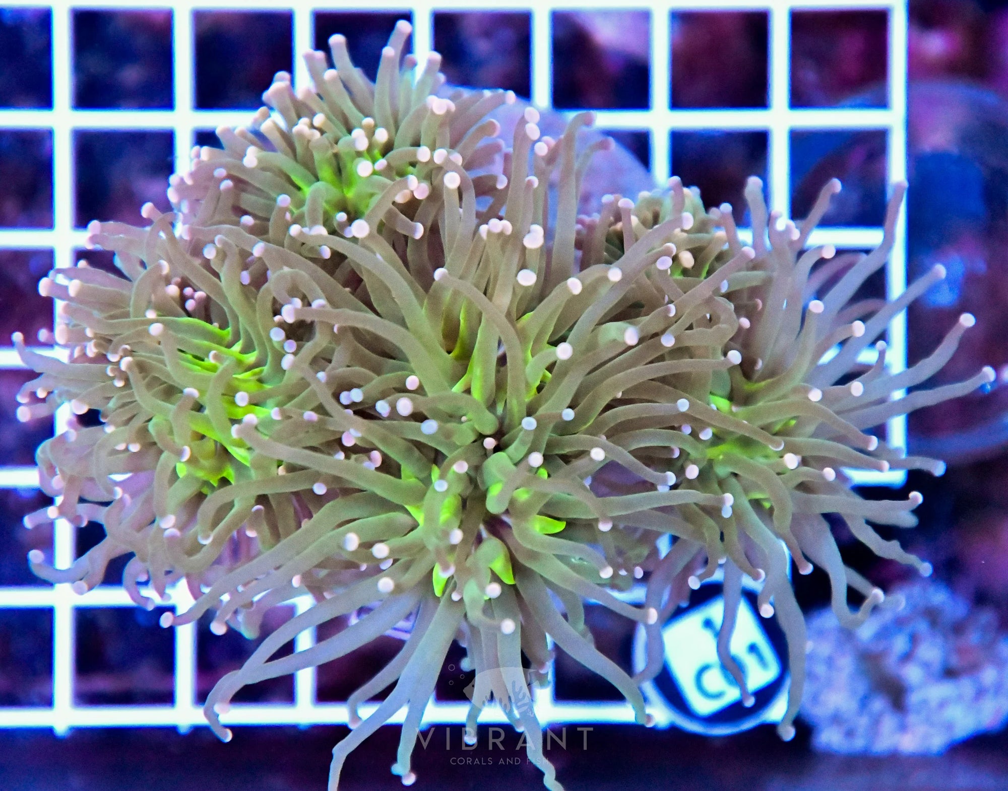 Torch INDO Colony