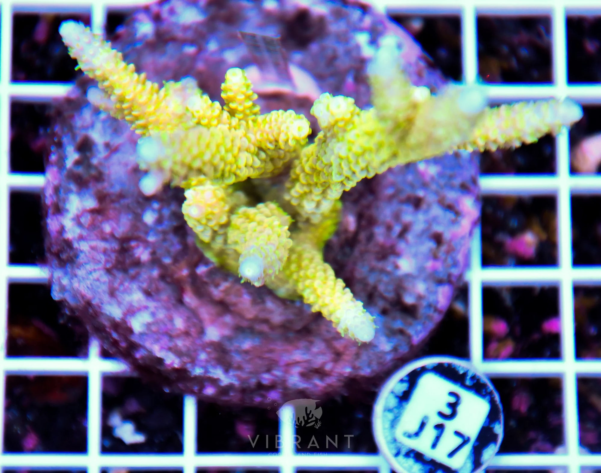 Acro INDO