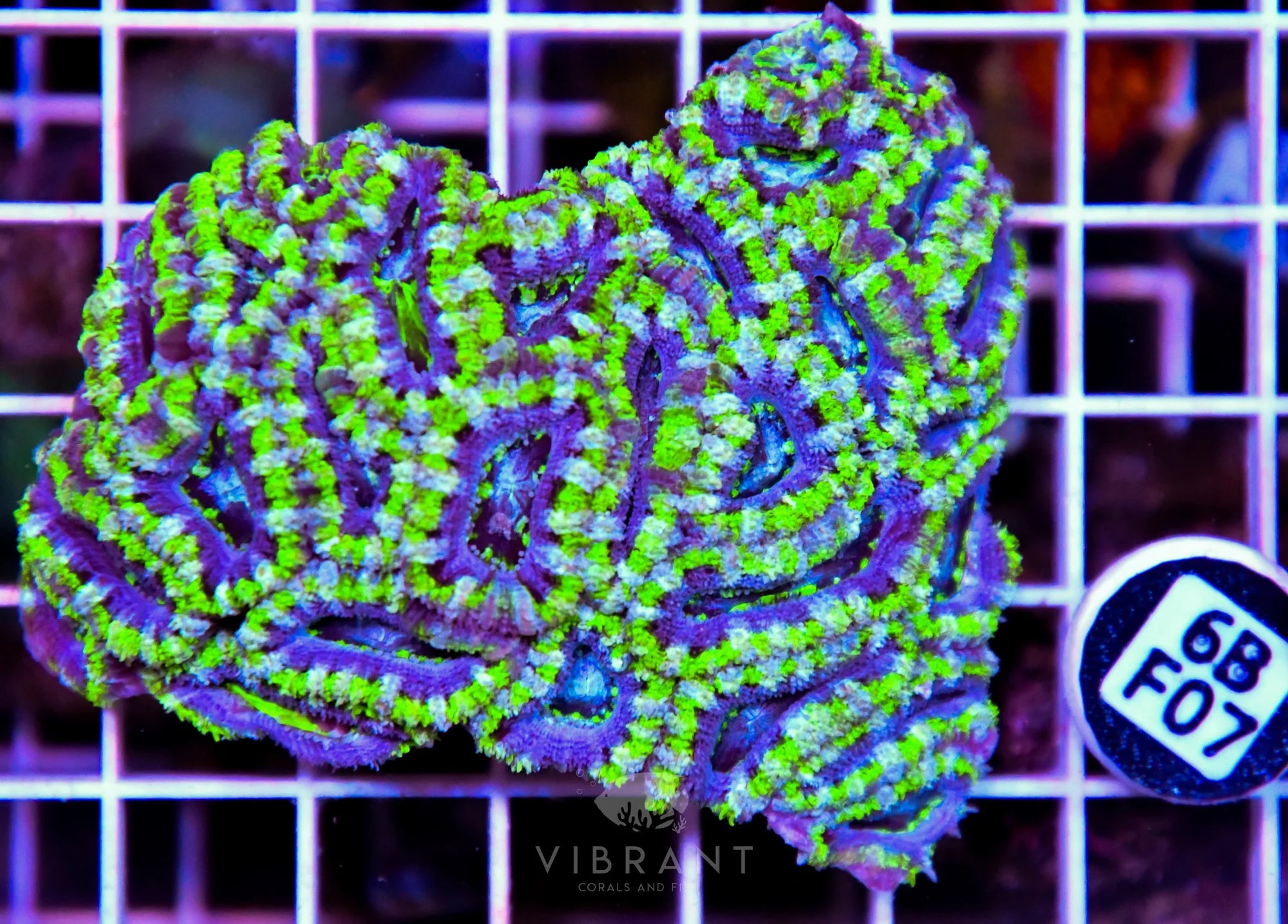 Acan Lord AUS