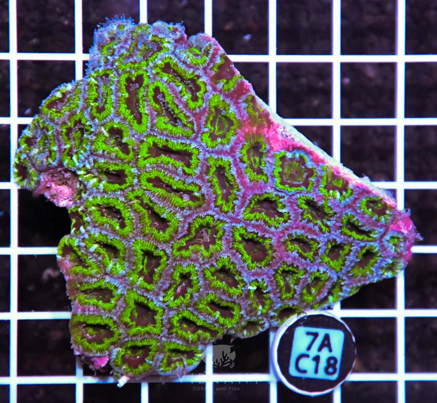 Acan Lord AUS