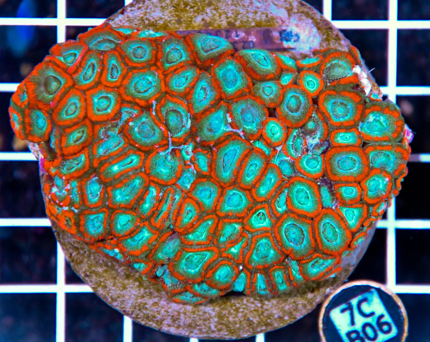 Micromussa INDO