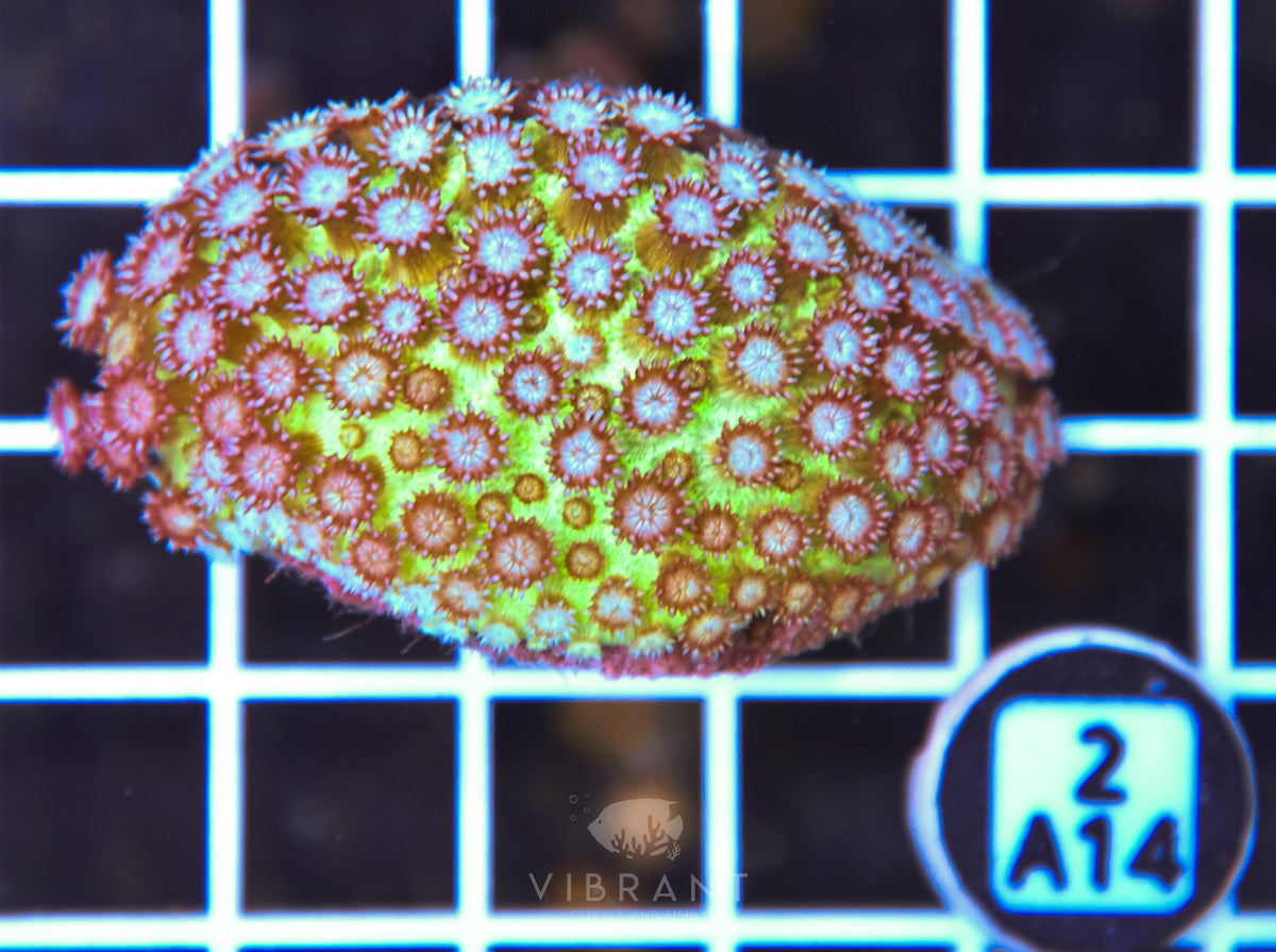 Goniopora GLITTER INDO
