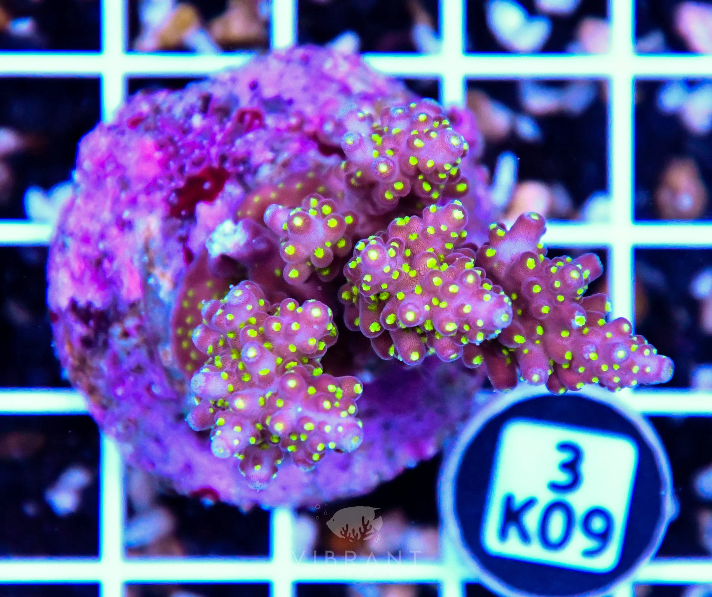 Acro Tiny INDO
