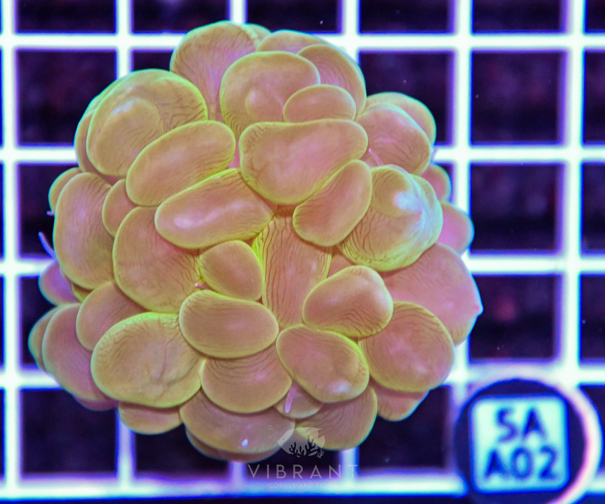 Bubble Coral AUS