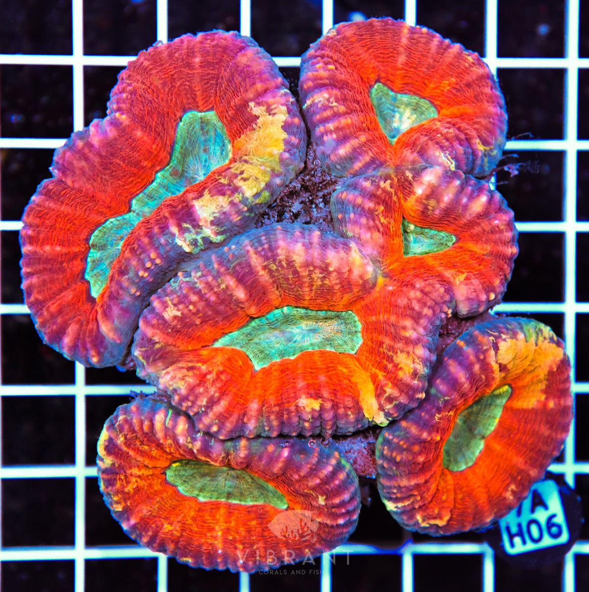 Lobophyllia AUS