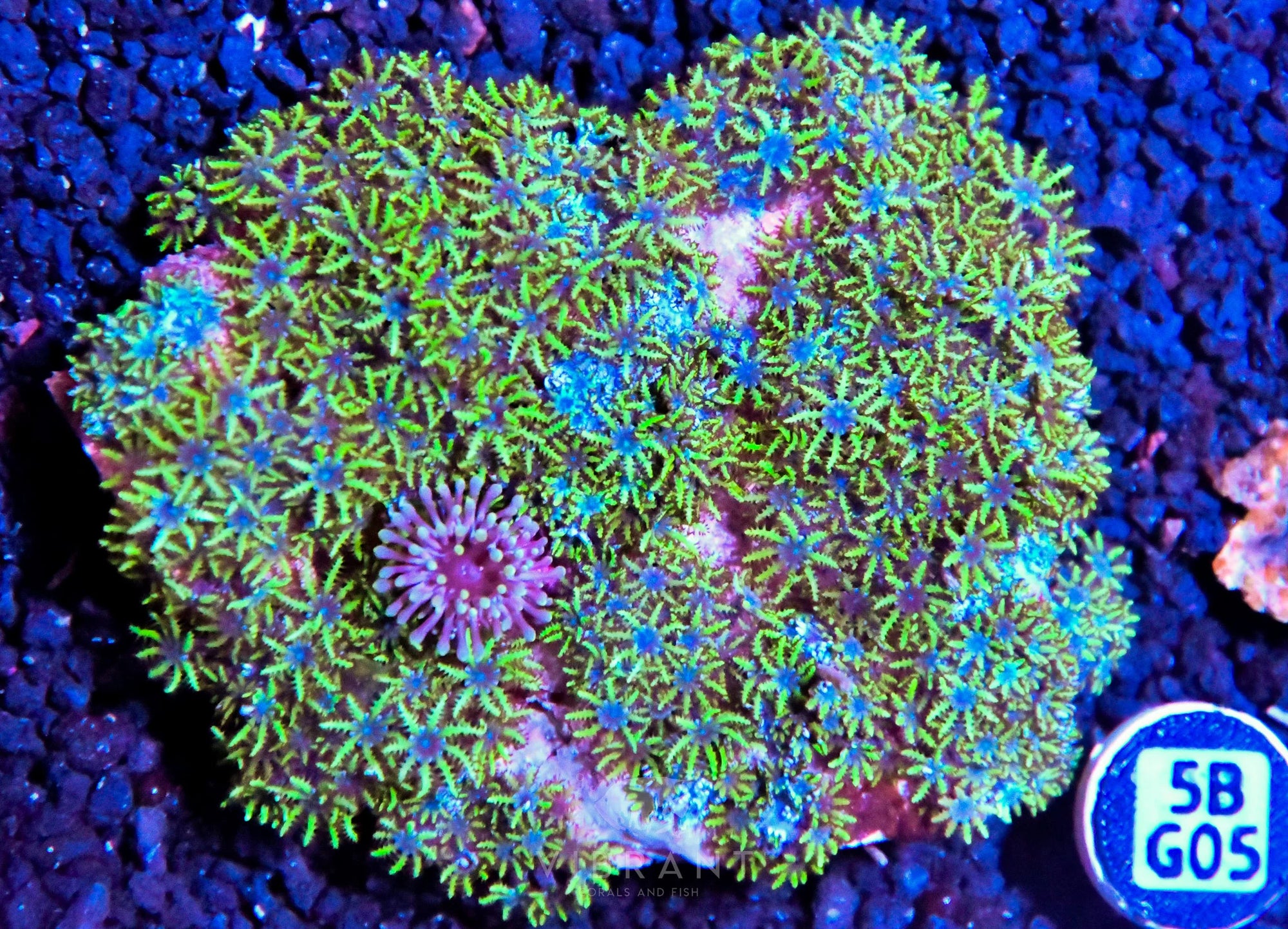 Blue Sympodium INDO W