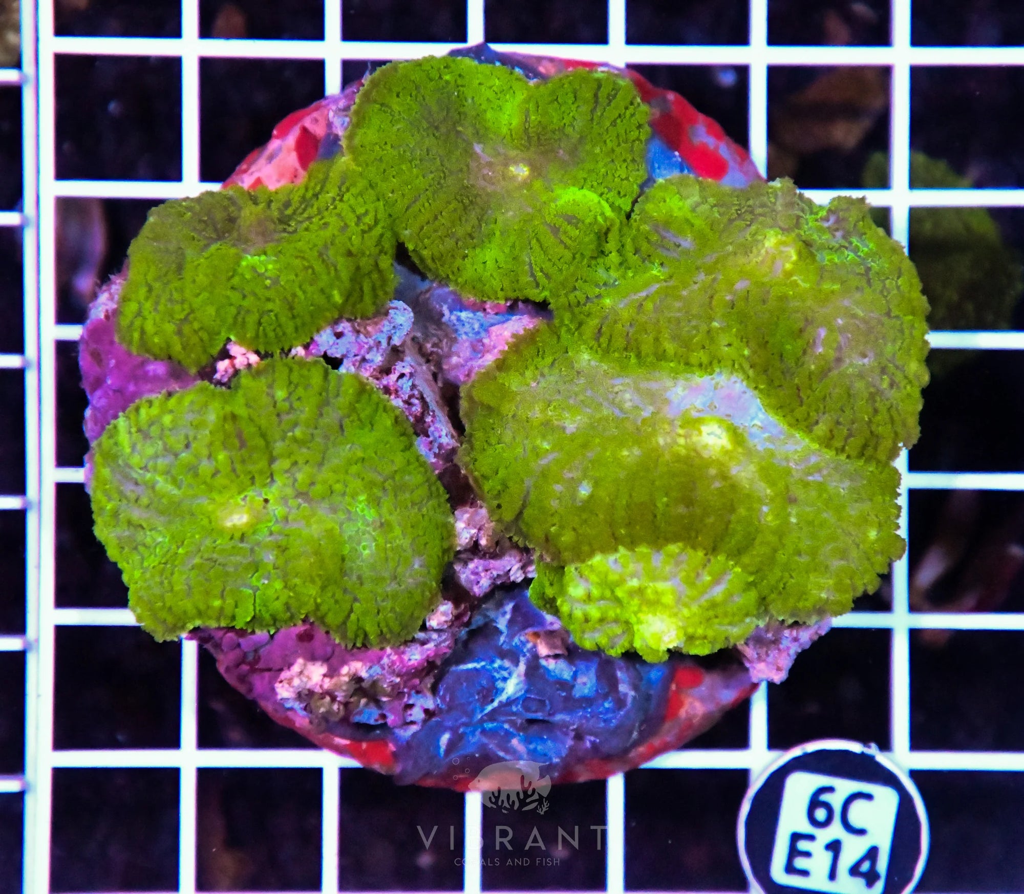 Mushroom INDO