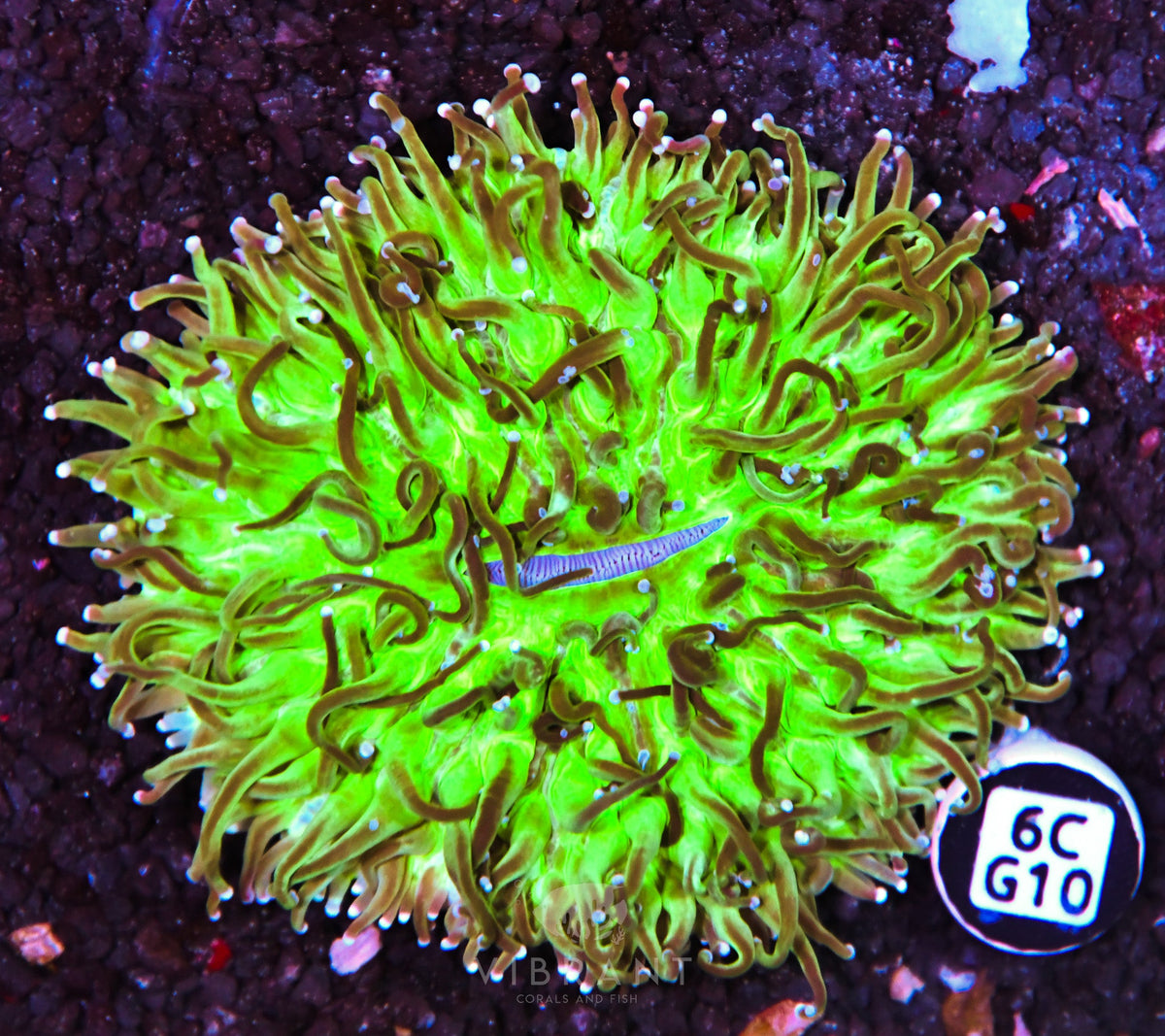 Heliofungia AUS