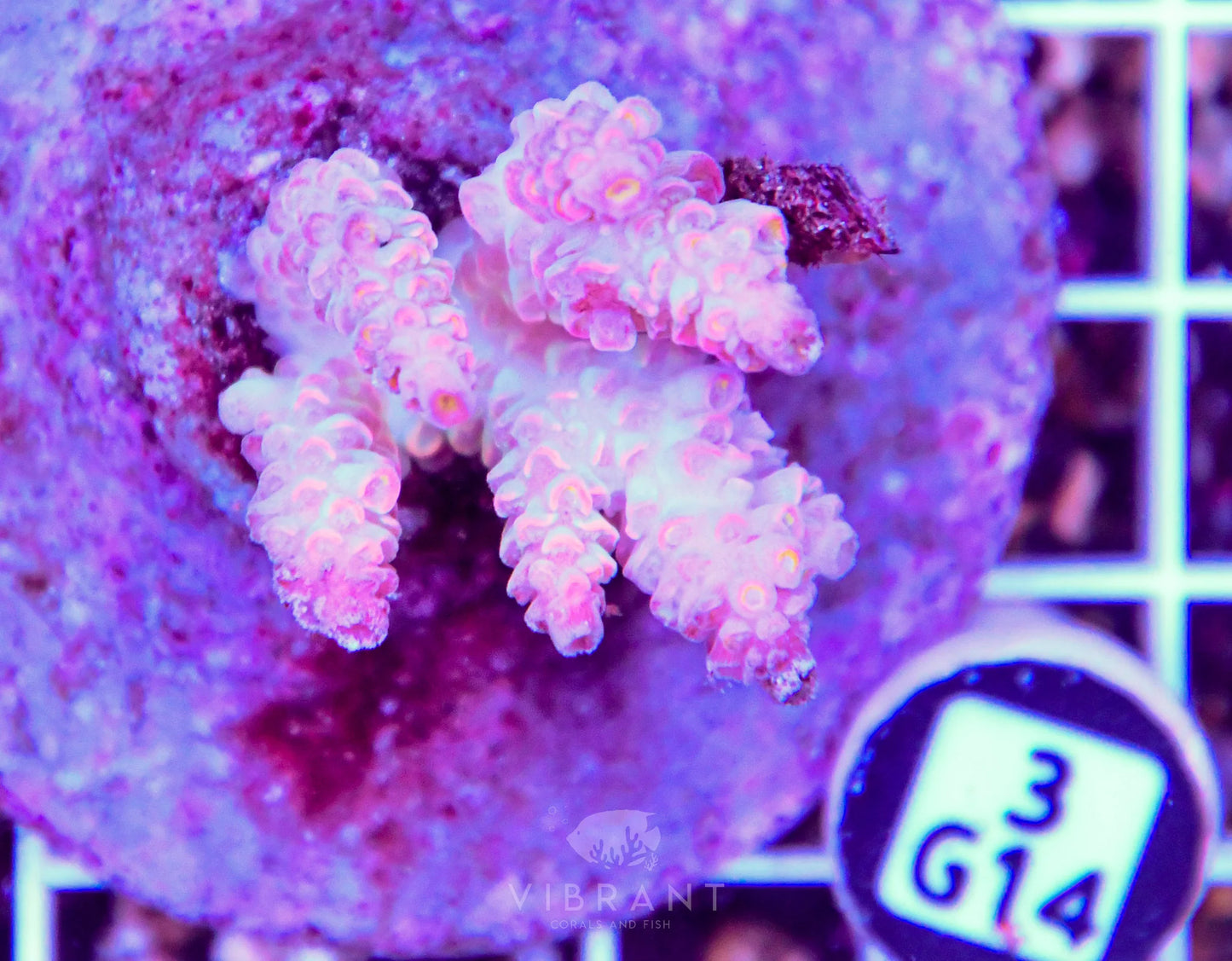 Acro INDO