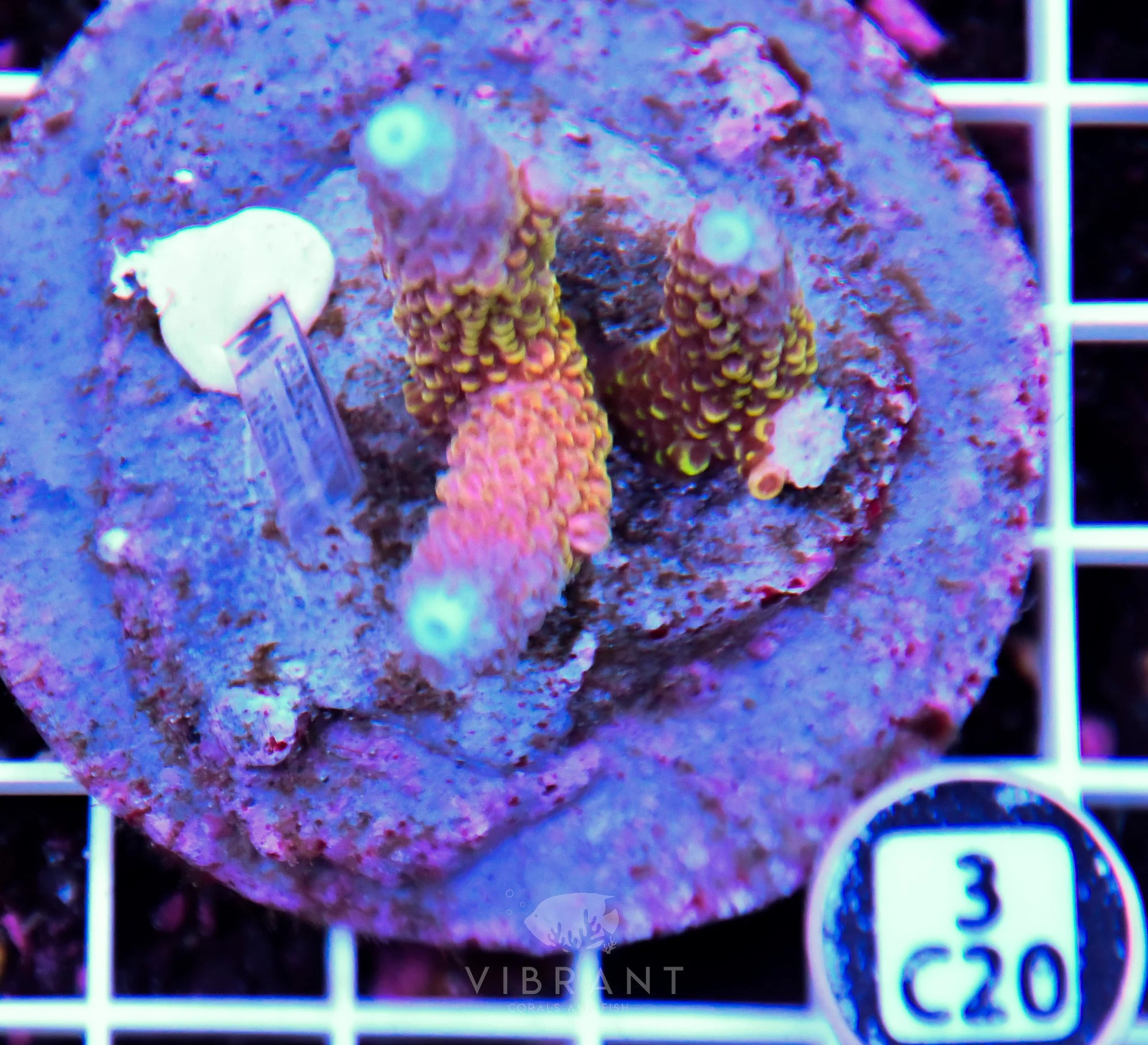 Acro INDO