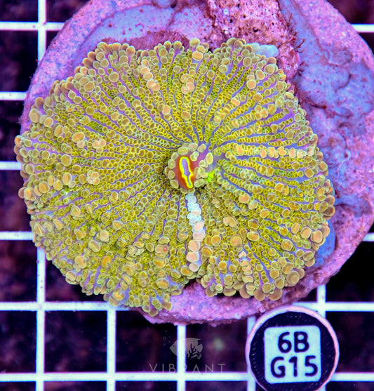 Mushroom INDO JUMBO