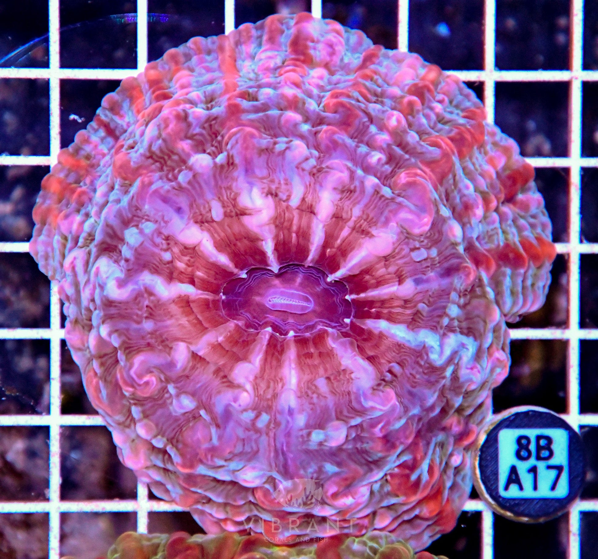 Indophyllia INDO W