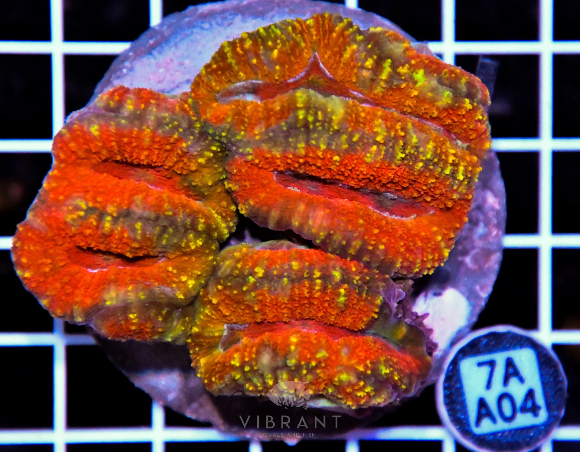 Symphyllia INDO