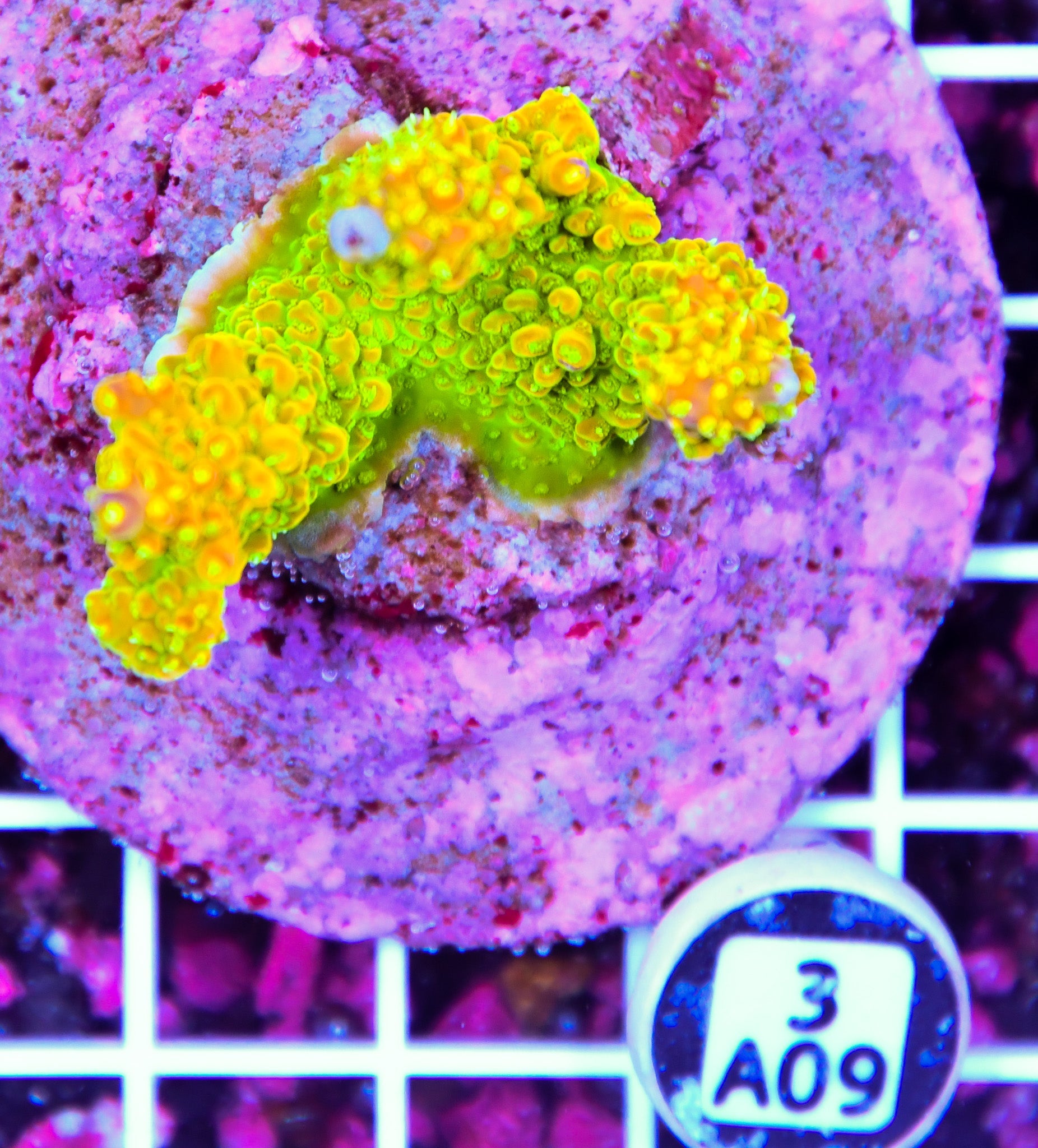 Acro INDO