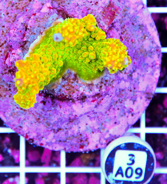 Acro INDO