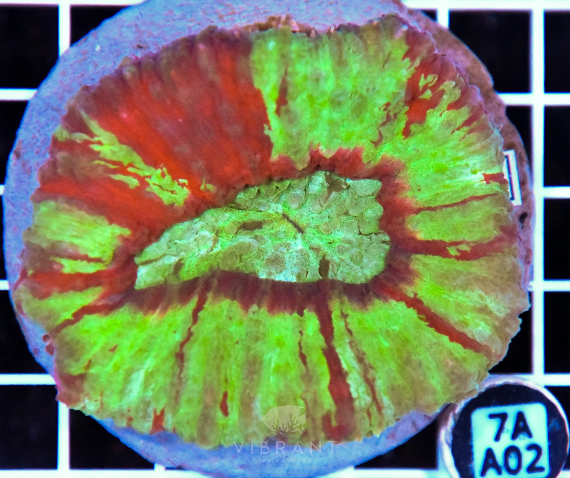 Symphyllia INDO
