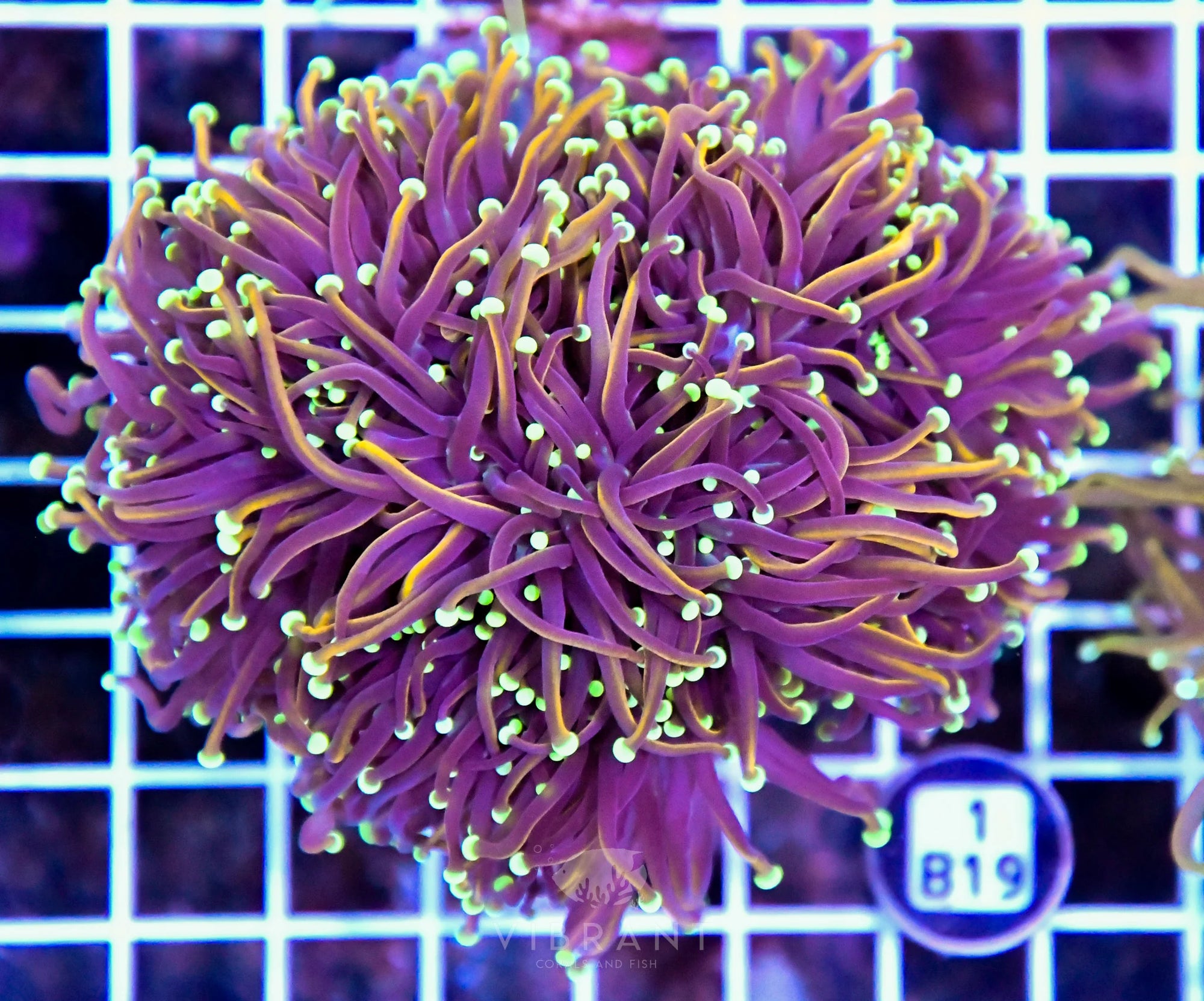 Torch INDO Colony