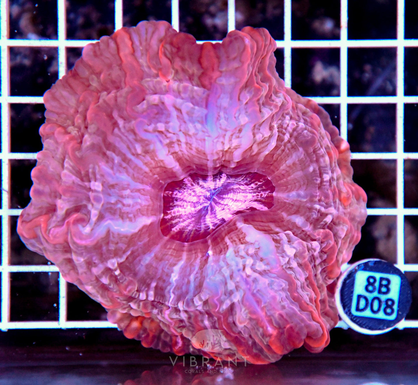 Indophyllia INDO W