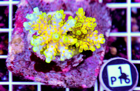Acro INDO