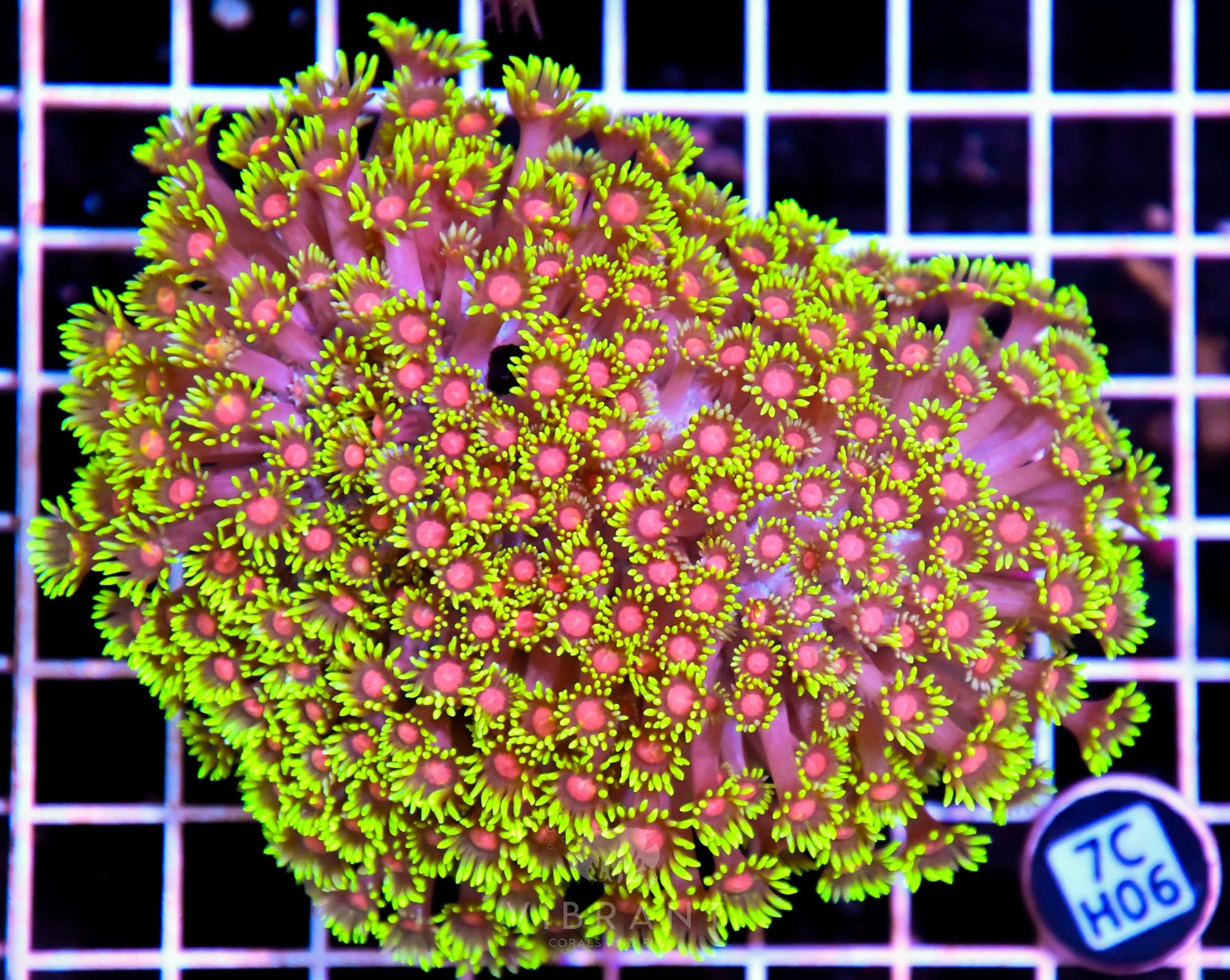 Goniopora INDO W