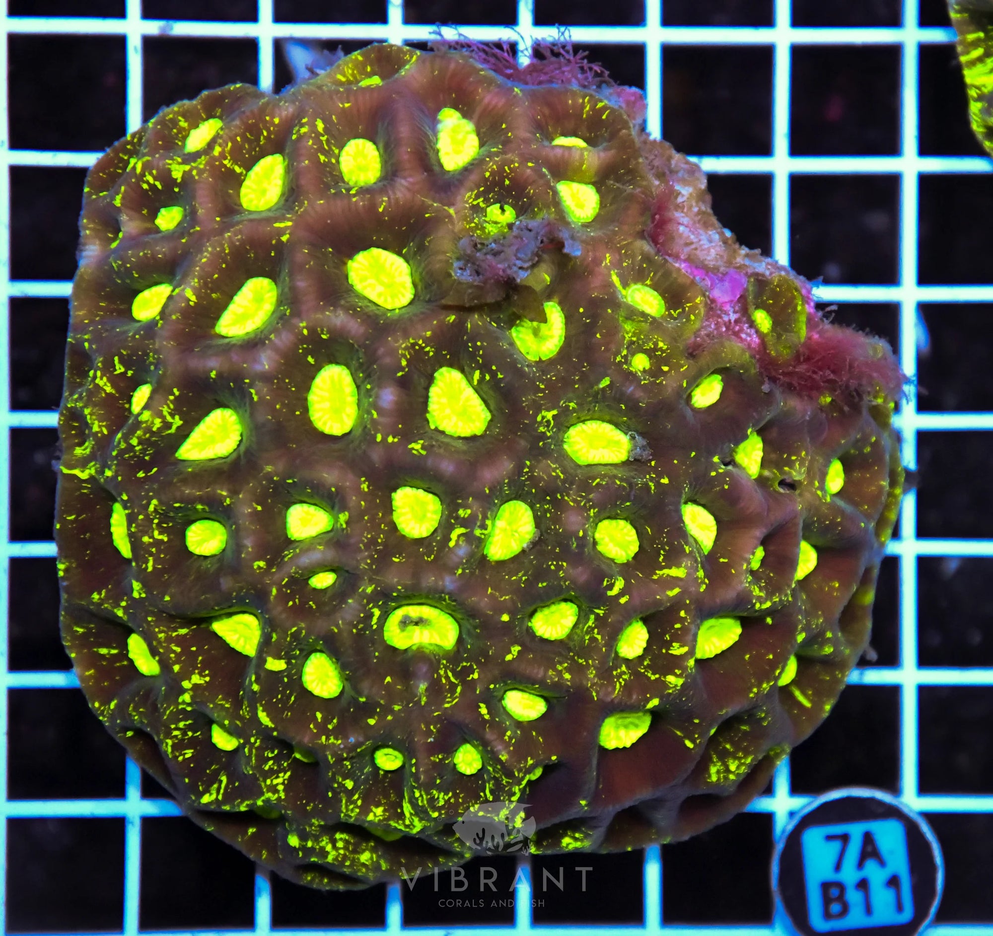 Goniastrea AUS